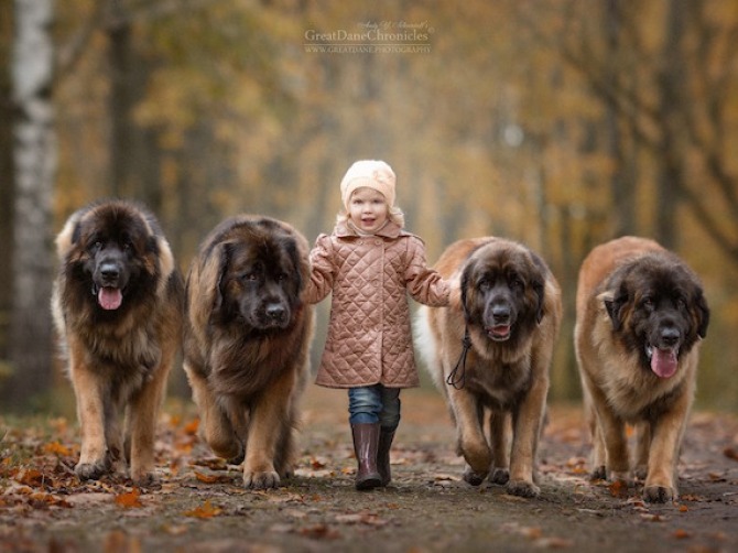 Image of girl with four big dogs
