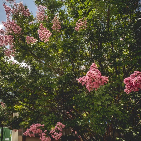 flowers at the mann